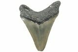 Serrated, Fossil Megalodon Tooth - North Carolina #309509-1